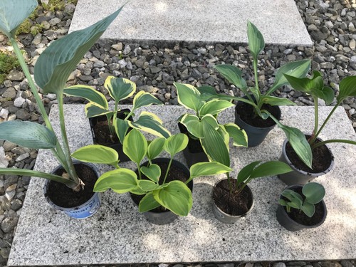 Hosta setzlinge 8 - hosta‘s,