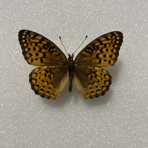 Entomologie argynnis - entomologie*,
