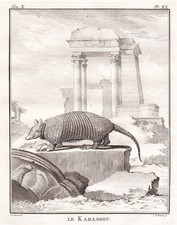 Pholidota Pangolin animal