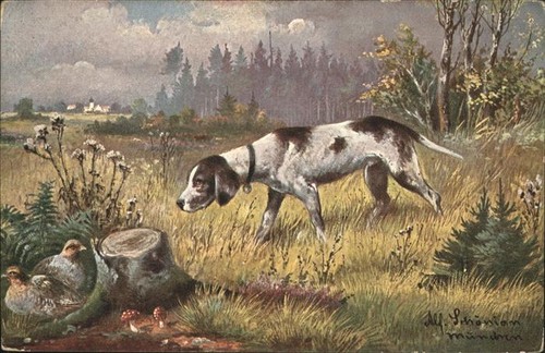 Jagd fasan hund - hund,