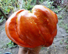 Tomatensamen 7+ ; alte