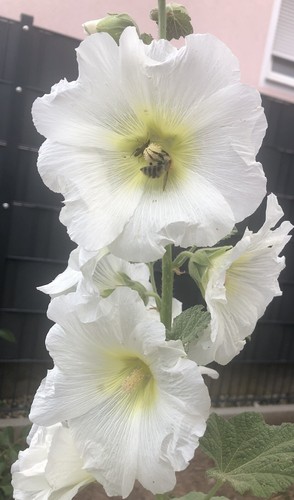 Stockrosen samen für - samen, 3€