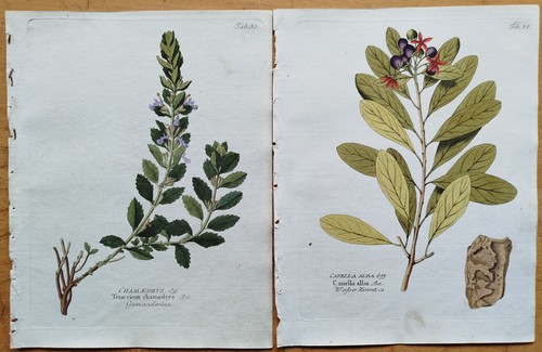 Drucke centaurium catechu - drucke,