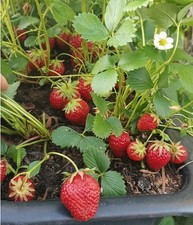 Ampelerdbeere Ostara