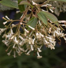 Schneeball Eskimo 40-60cm - Viburnum erubes