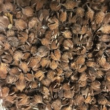 100 Bucheckern Hütchen - Basteln -Deko -Herbst - Weihnachten