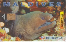 Malediven moray eel - moray,