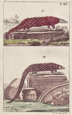 Schuppentier pangolin