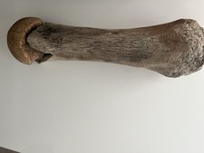 Fossiler Knochen Mammut