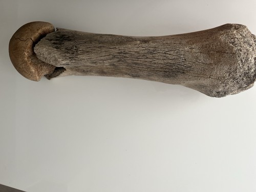 Fossiler knochen mammut - fossiler,