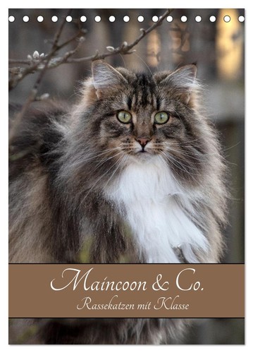 Maincoon rassekatzen - &,