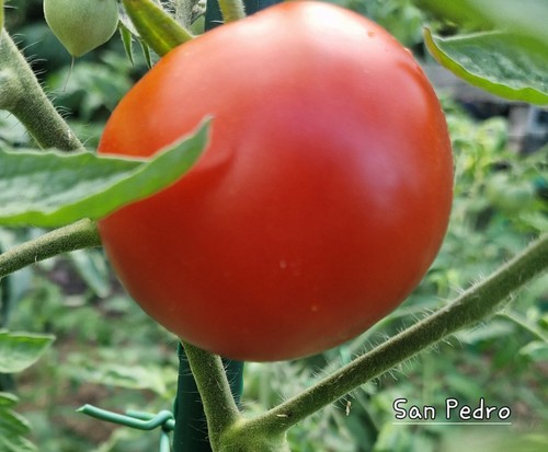 Tomate san pedro - tomate, 10