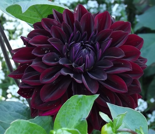 Dahlien - @,
