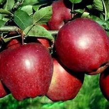 Apfelbaum STARKING 100-120 cm hoch wurzelware