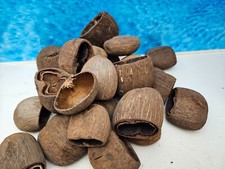 Palm pod aquarium - pod,
