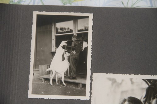 Foto ddr 1954 ziege - ziege, bockwurst