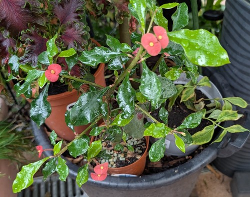 Euphorbia geroldii topf - geroldii,