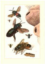 Gehörnte Mauerbiene Osmia