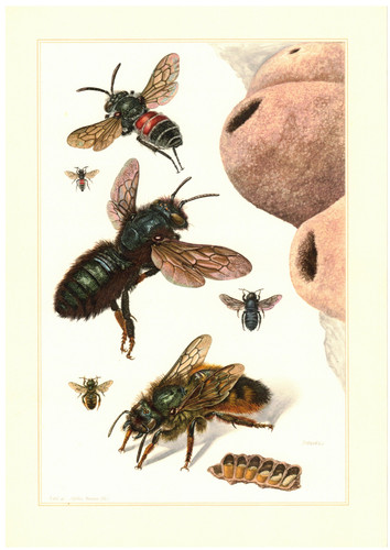 Gehörnte mauerbiene osmia - gehörnte,