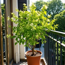 Zimmerlinde schnellwüchsig