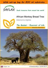 SAFLAX - Garden in the bag - African Monkey Bread Tree - 6 Seeds