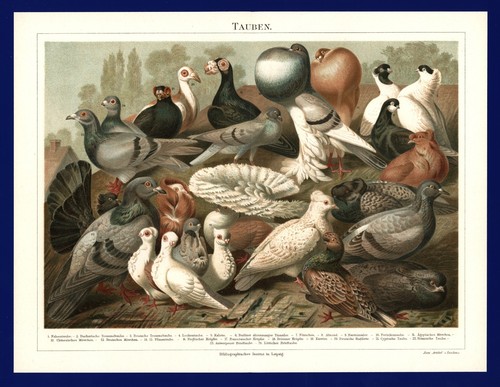 Lithographie tauben anno - tauben, 1897