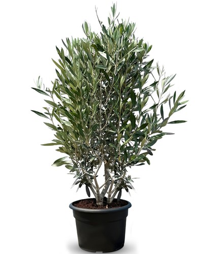 Olivenbaum olea europea - olivenbaum, in