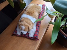 Psst! Nicht wecken! Schlafender Hund