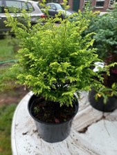 Gelbe Moos Zypresse 25/30