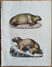 Walrus # Schinz/Brodtmann