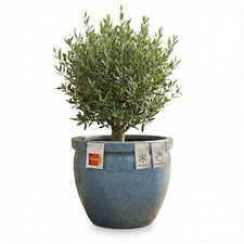 Teramico Pflanzgefäß Keramik