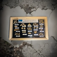 Fisch Und Hai Fossilien Aus