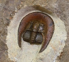 Trilobit, Lioharpes sp