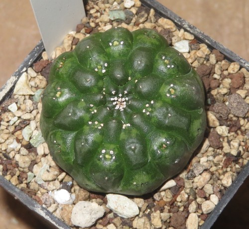 Euphorbia gymnocalycioides