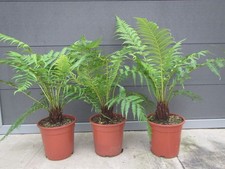 Dicksonia antarctica - Baumfarn - 5-10cm Stamm / 50-70cm  Pflanze bis -12°C rot