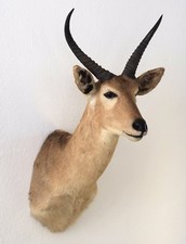 Großriedbock Common Redbuck shouldermount Schultermontage aus Südafrika #51