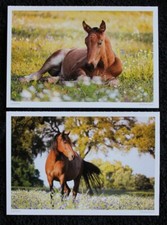 2 Postkarten Lusitano,Pferd,Pferde,Tier,Tiere,Pferdepostkarte,AK,Ansichtskarte