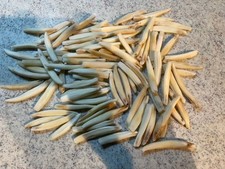 100x Wildschweinzähne DEKO