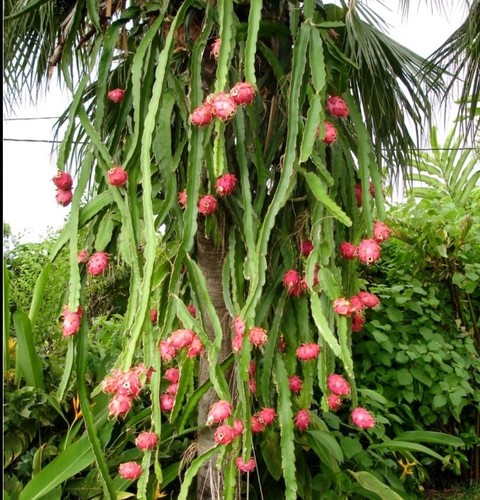 Drachenfrucht jungpflanzen - drachenfrucht,