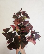 Oxalis triangularis "subsp. papilionaceae" pink variegata