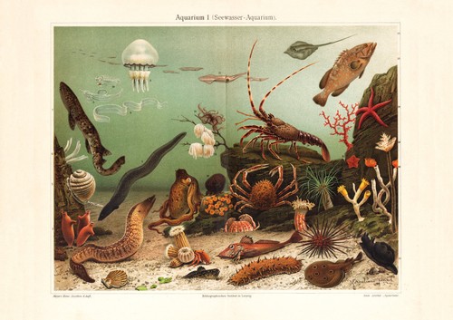 Aquarium seewasser - aquarium,