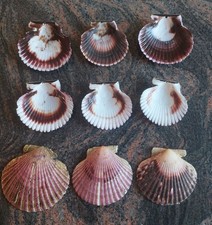 Dekoration - Muscheln - Sommer