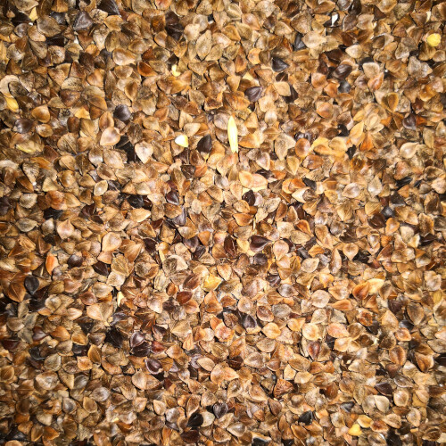 Buchweizen für vögel - kg,