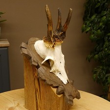 Rehgeweih abnormes Reh Geweih