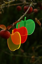 Cazador del Sol - Sonnenäpfel