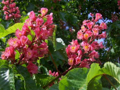 Aesculus carnea briotii rote - aesculus,