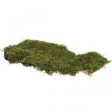 Natürliches waldmoos grün - waldmoos,