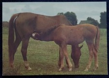 Pferdepostkarte, AK Pferde