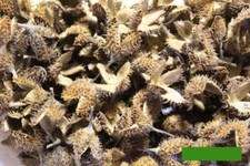 150 Bucheckern Deko Basteln Floristik Natur echt schön Natur Kranz Herbst