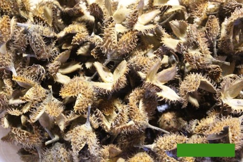 150 bucheckern deko - bucheckern,